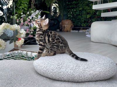 Шикарний бенгальський котик