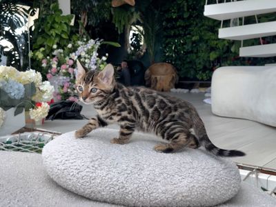 Шикарний бенгальський котик