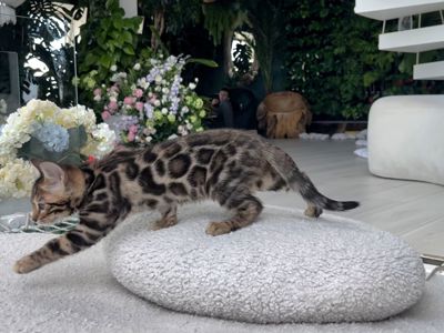 Шикарний бенгальський котик