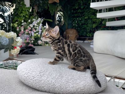 Шикарний бенгальський котик