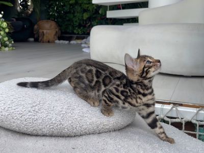 Шикарний бенгальський котик