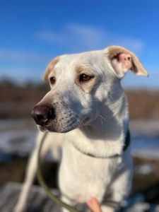 Білявка Чепуруля