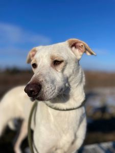 Білявка Чепуруля