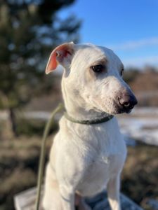 Білявка Чепуруля