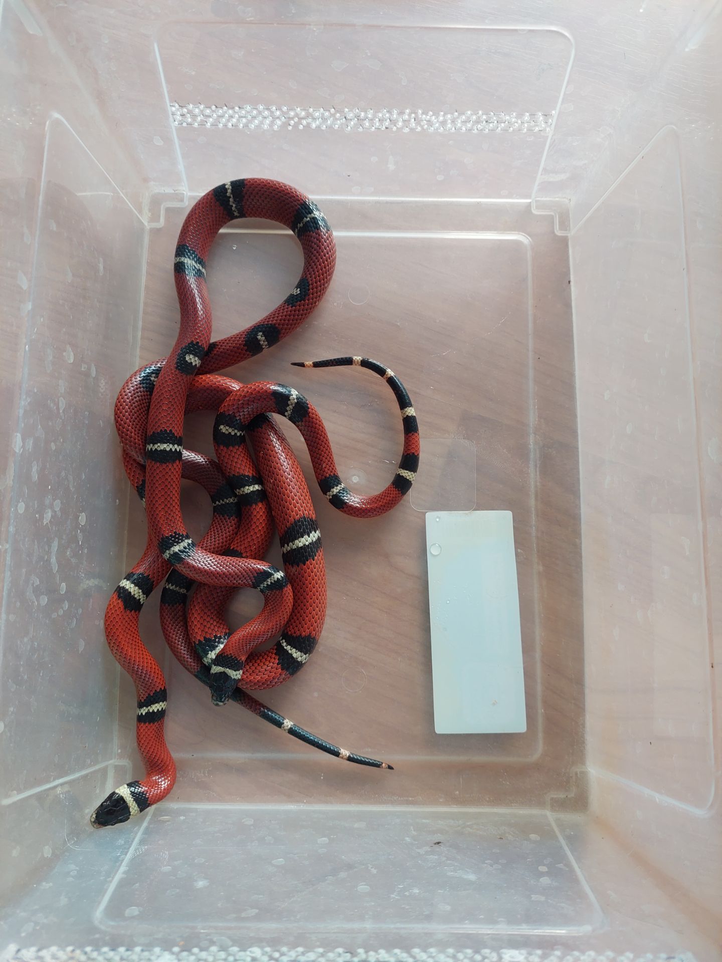 Сіналойські молочні змії. Пара