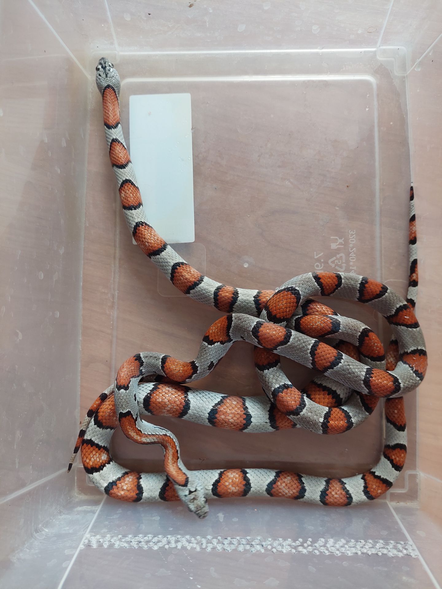 Молочна змія. Лампропелтіс Альтерна