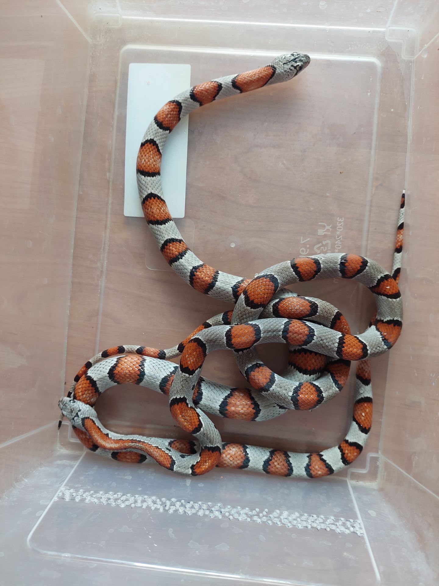 Молочна змія. Лампропелтіс Альтерна