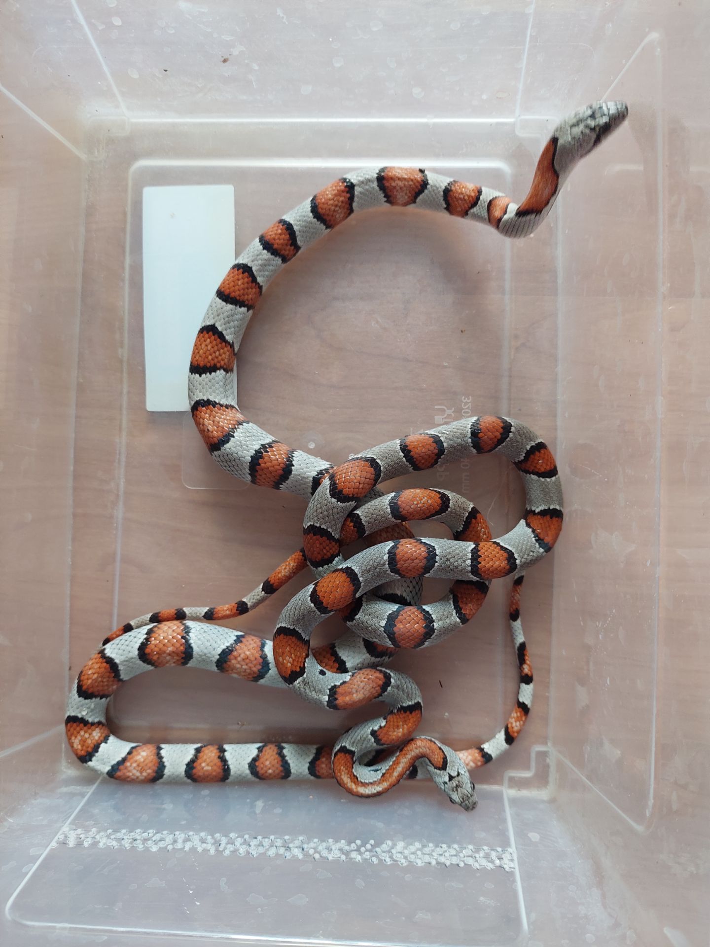 Молочна змія. Лампропелтіс Альтерна