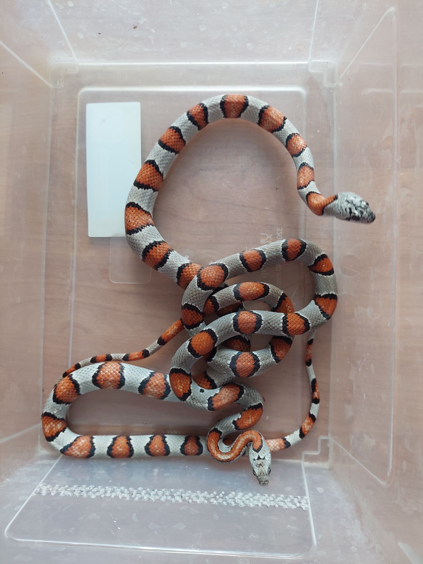 Молочна змія. Лампропелтіс Альтерна