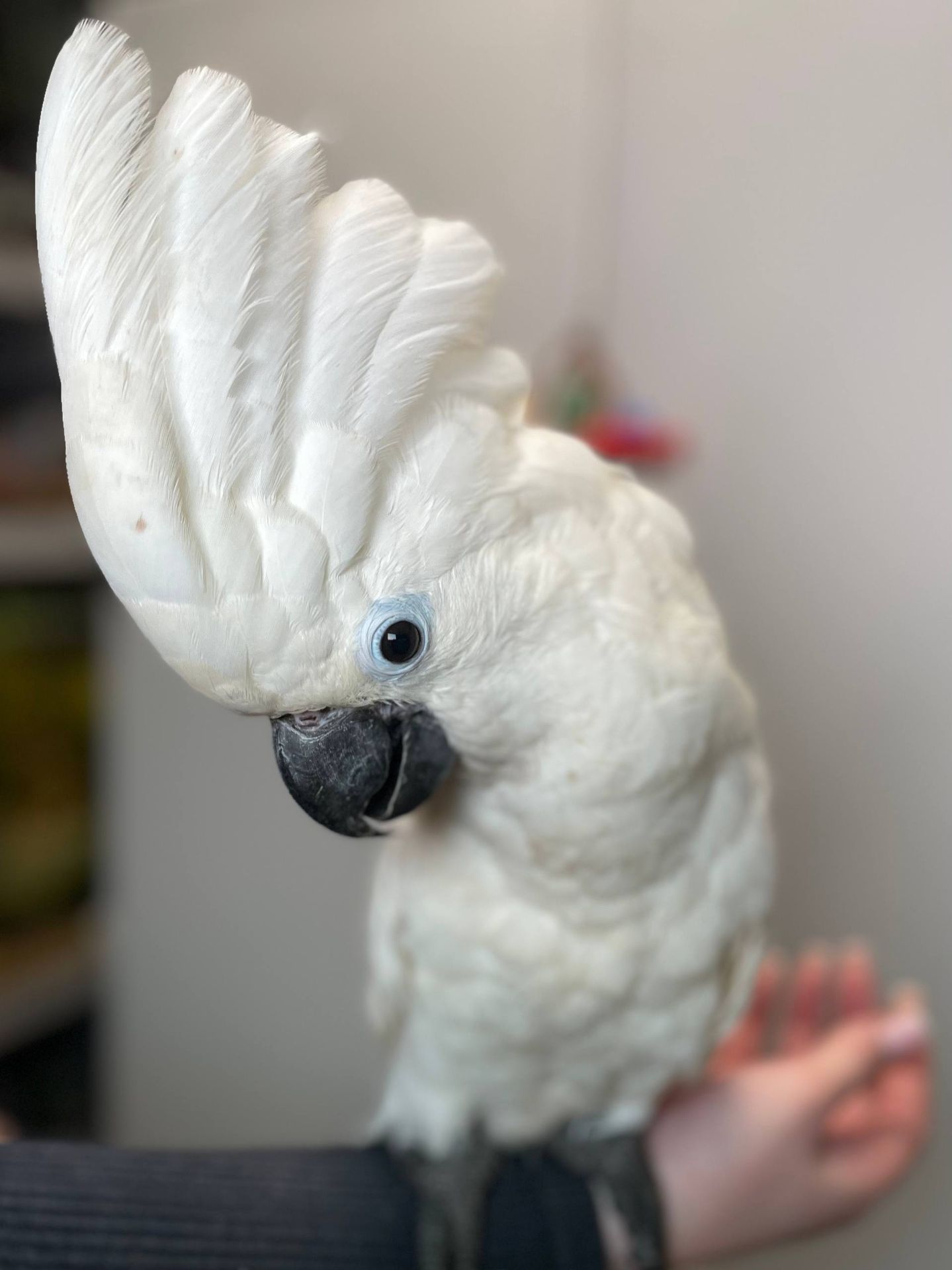 Какаду альба, білохохлий какаду, білий папуга, ручні пташенята викормиші з документами