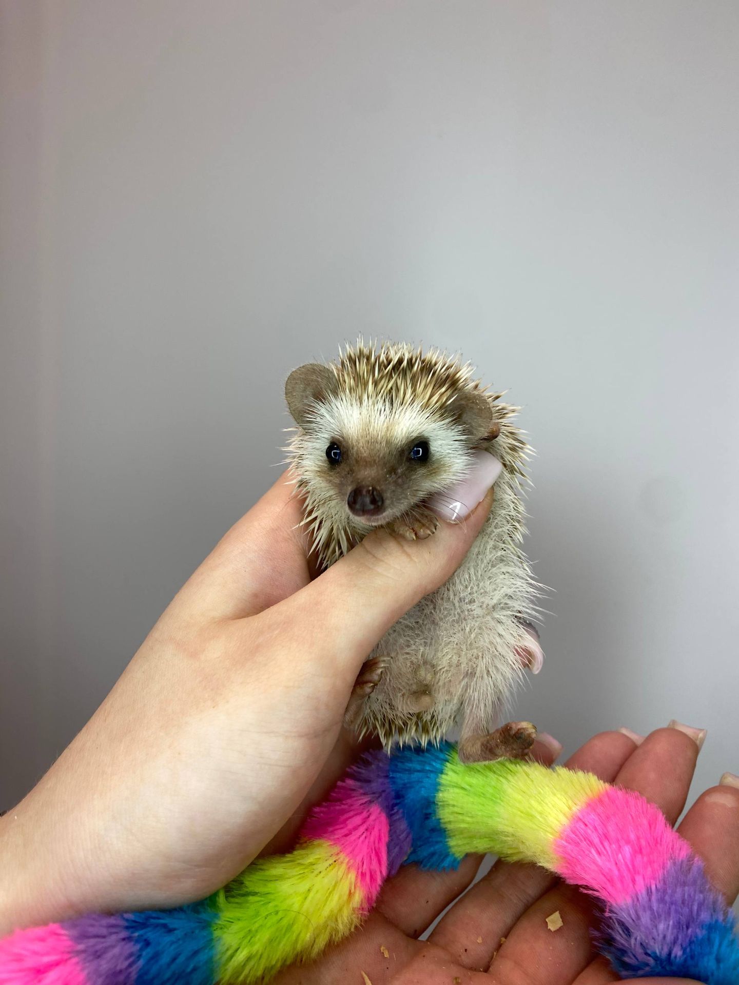 Африканський їжачок декоративний, ручні їжачкки, ручні малюки їжачки різних окрасів та статті