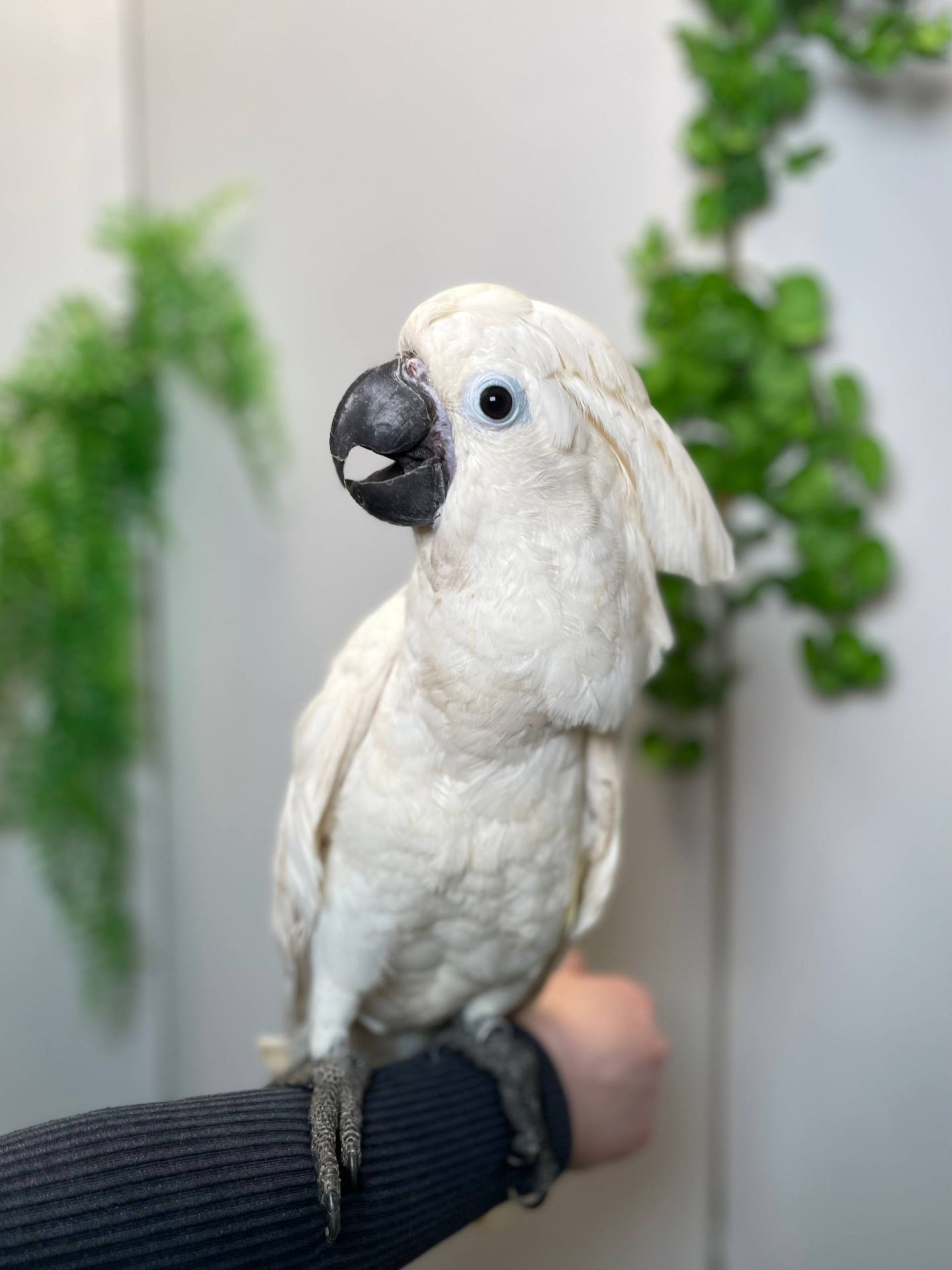 Какаду альба, білий какаду, ручний викормиш какаду, папуга з документами та кільцем