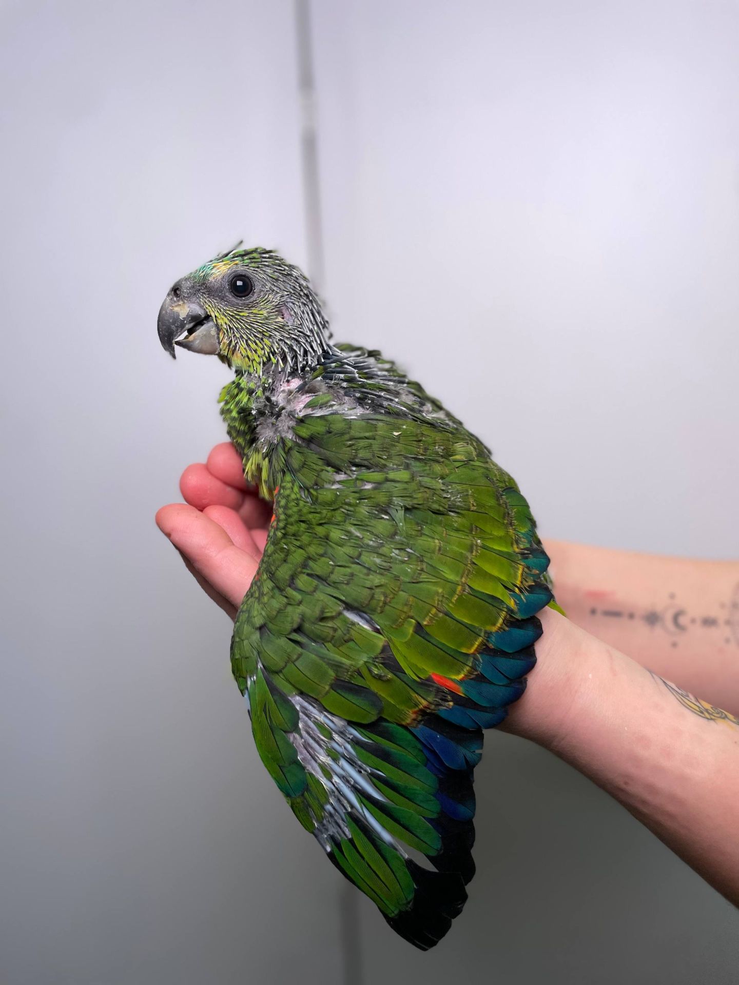 Синьолобий амазон, жовтощокий червонолобий амазон, ручні амазончики з днк тестом та кільцем