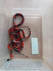 Сіналойські молочні змії. Пара