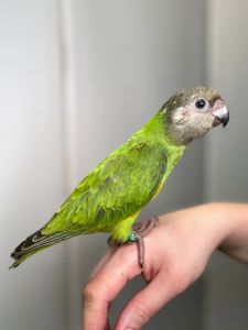 Сенегальский папуга, сенегал, сенегалець, сенегальский длиннокрылый попугай