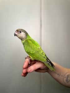 Сенегальский папуга, сенегал, сенегалець, сенегальский длиннокрылый попугай