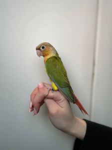 Ручні малюки пірура, пірури різних забарвлень, окільцьовані малюки