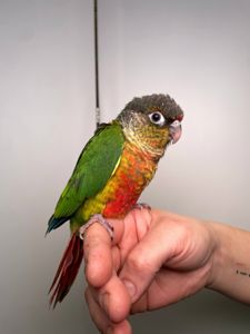 Пірура різних забарвлень, дуже лагідні окільцьовані малюки з ДНК тестами, ручні пірури