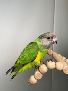 Сенегальский папуга, сенегал, сенегалець, сенегальский длиннокрылый попугай