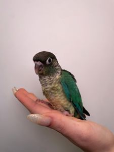 Ручні малюки пірура, пірури різних забарвлень, окільцьовані малюки