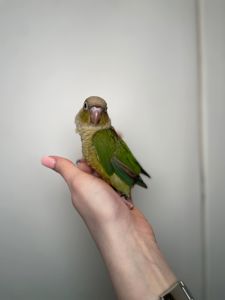 Ручні малюки пірура, пірури різних забарвлень, окільцьовані малюки