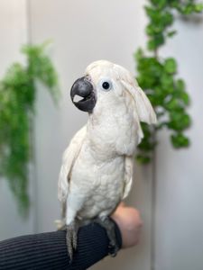 Какаду альба, білий какаду, ручний викормиш какаду, папуга з документами та кільцем
