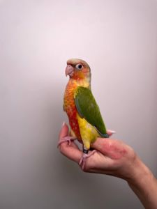 Ручні малюки пірура, пірури різних забарвлень, окільцьовані малюки