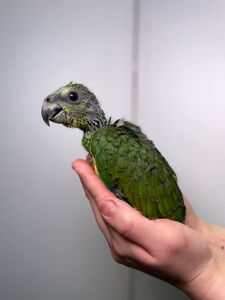 Синьолобий амазон, жовтощокий червонолобий амазон, ручні амазончики з днк тестом та кільцем