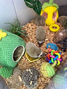 Африканський їжачок декоративний, ручні їжачкки, ручні малюки їжачки різних окрасів та статті