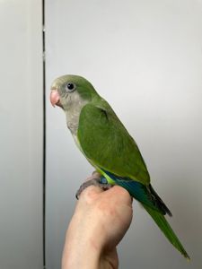 Каліта монах, ручний квакер, неймовірні папуги для дому, окільцьовані монахи з днк тестом