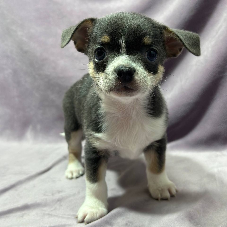 коббі хлопчик чихуахуа шукає родину!