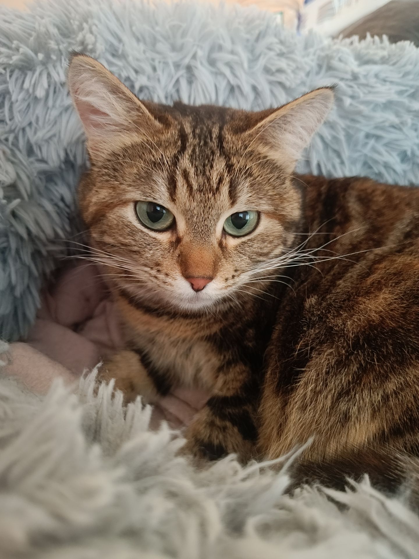 Маленька тендітна кішечка в пошуках родини