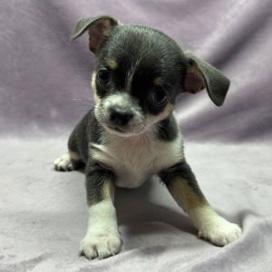 коббі хлопчик чихуахуа шукає родину!