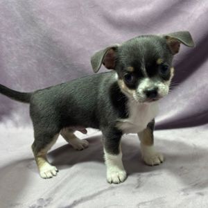 коббі хлопчик чихуахуа шукає родину!