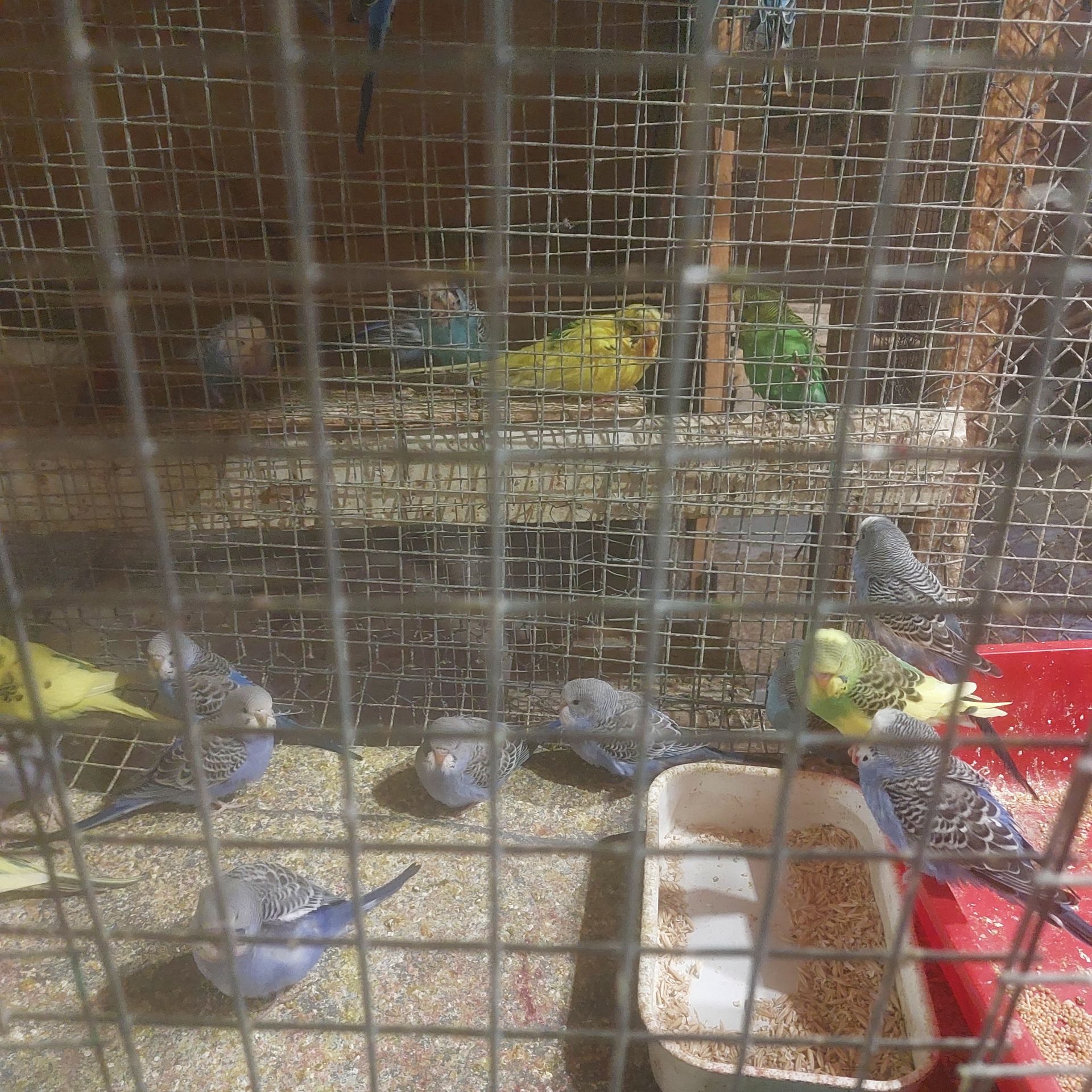 Продам волнистих попугаев опт и розница