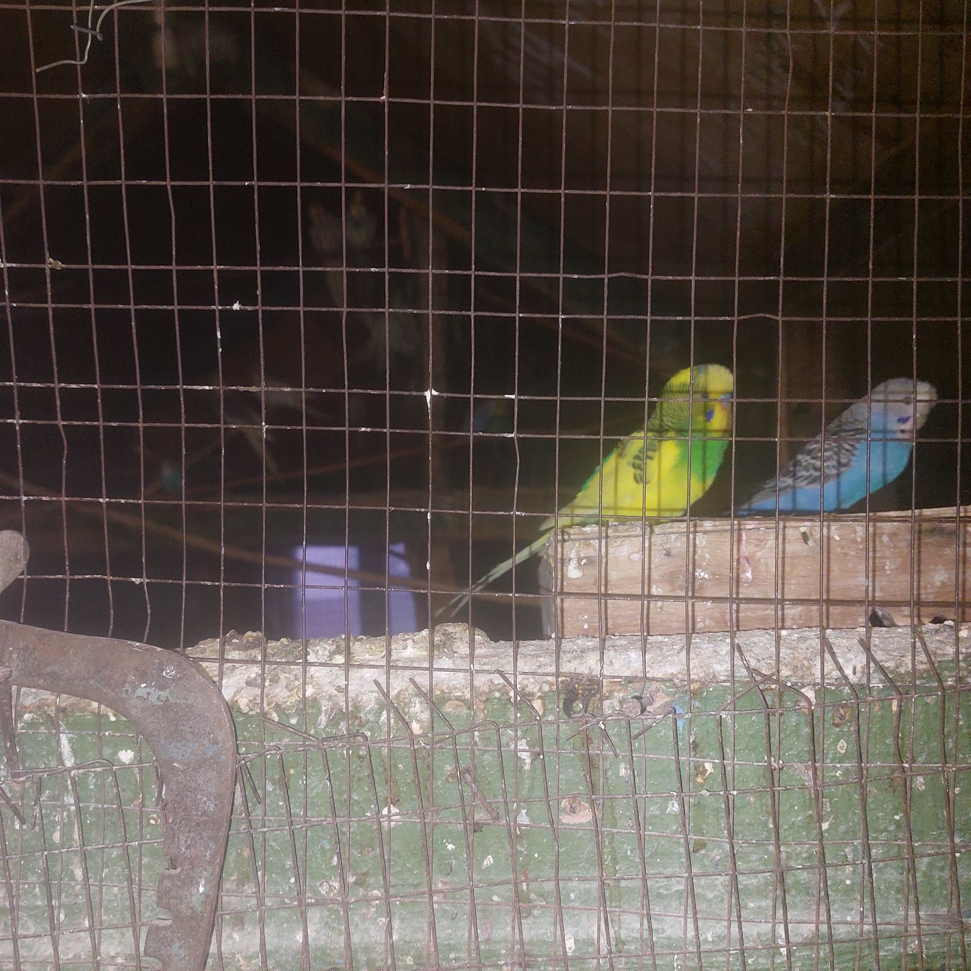 Продам волнистих попугаев опт и розница