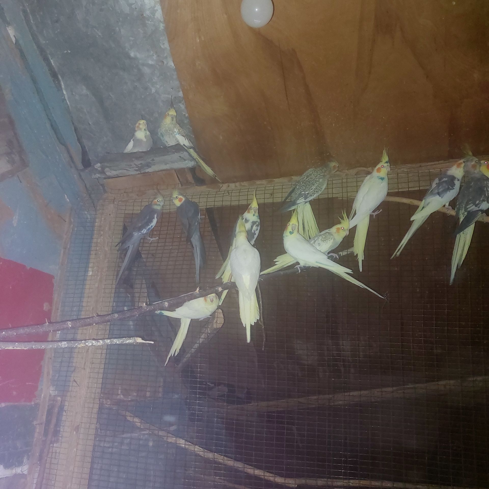 Продам волнистих попугаев опт и розница