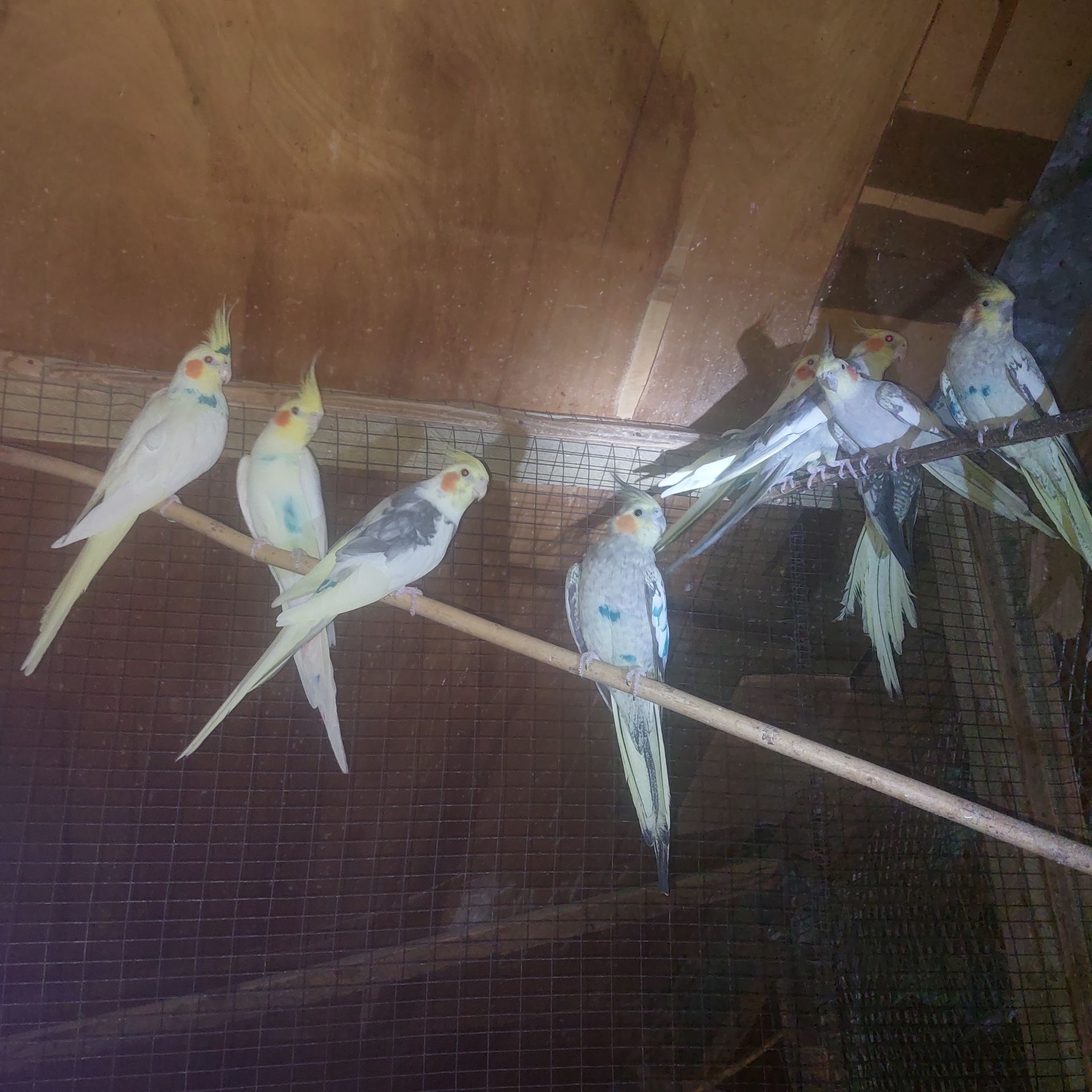 Продам волнистих попугаев опт и розница