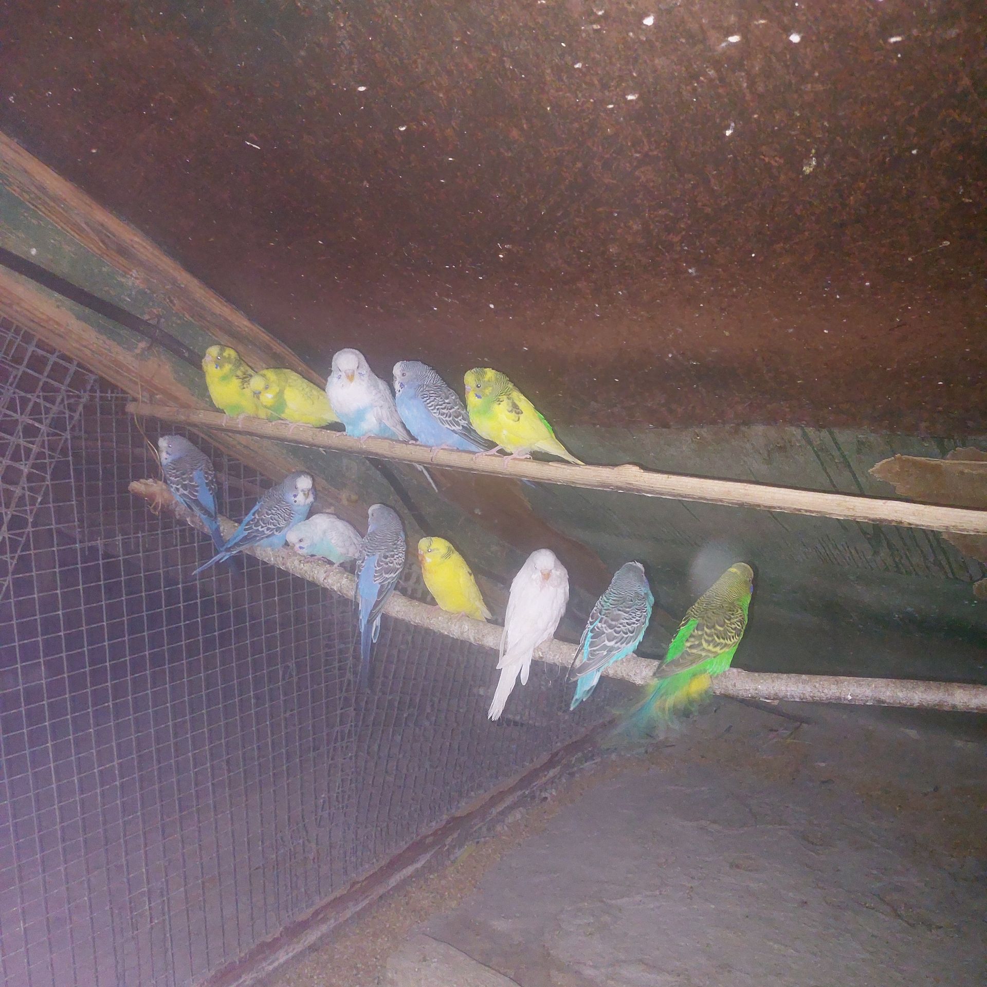 Продам волнистих попугаев опт и розница