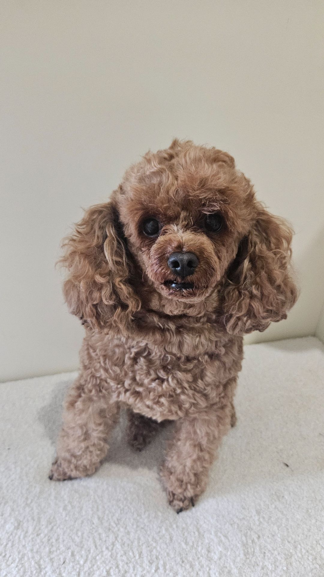 Собака порода той пудель.