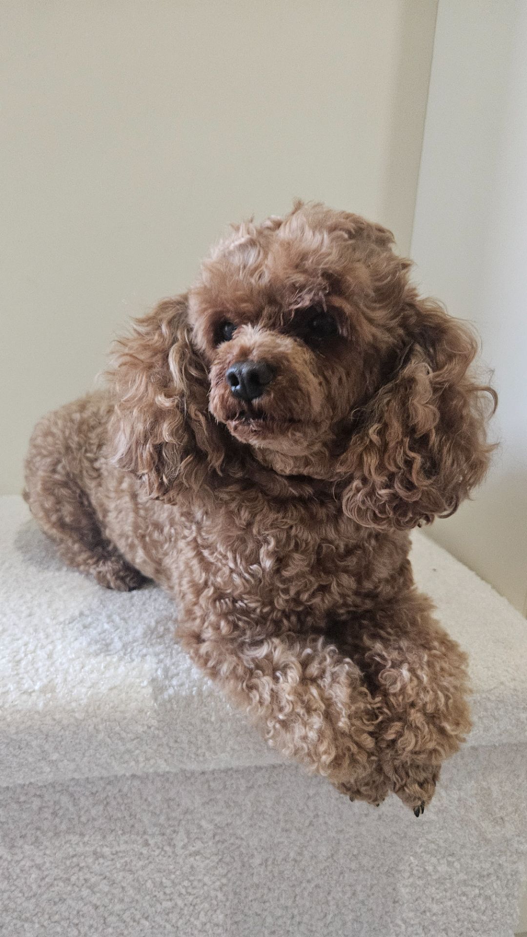 Собака порода той пудель.