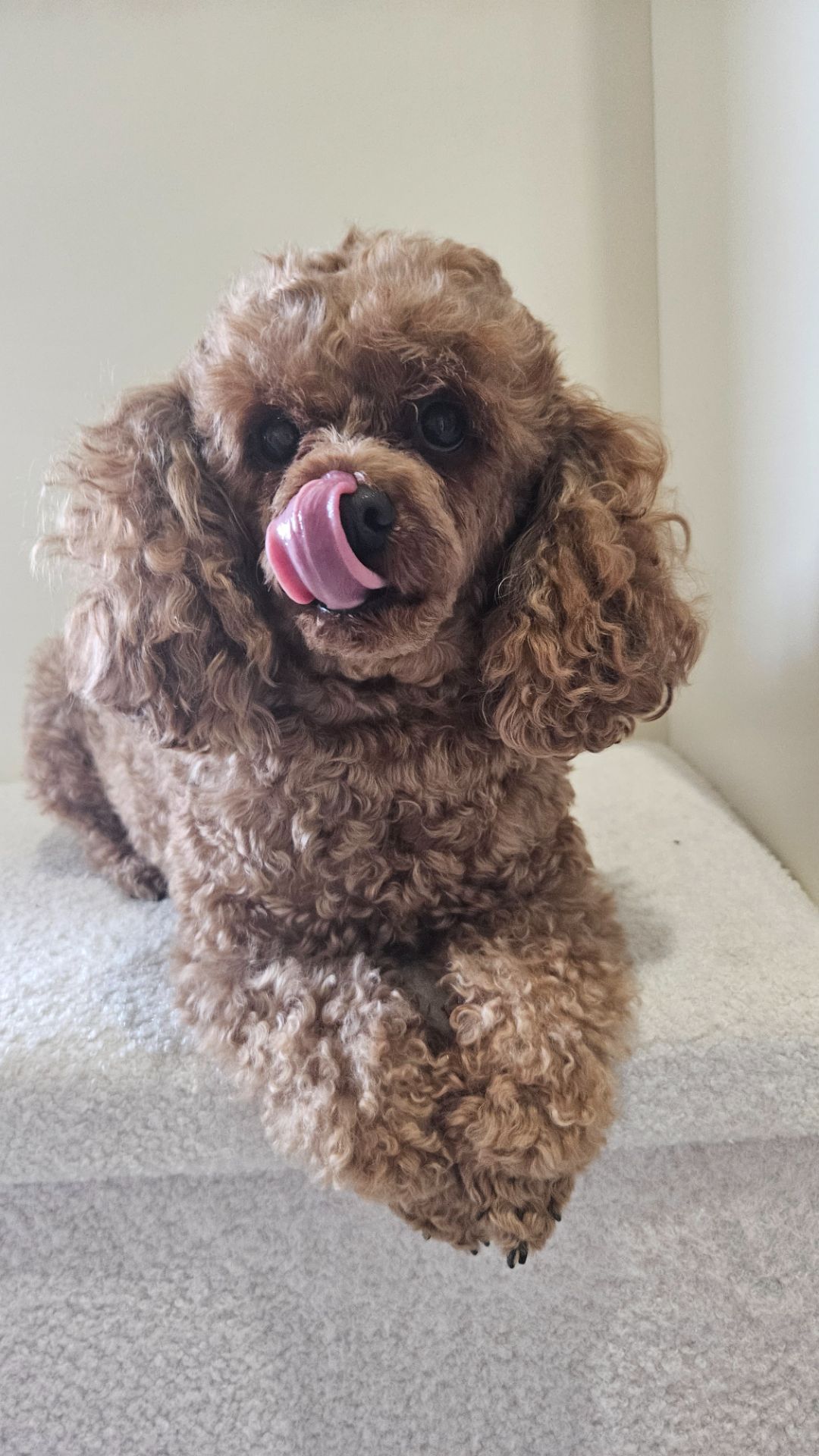 Собака порода той пудель.