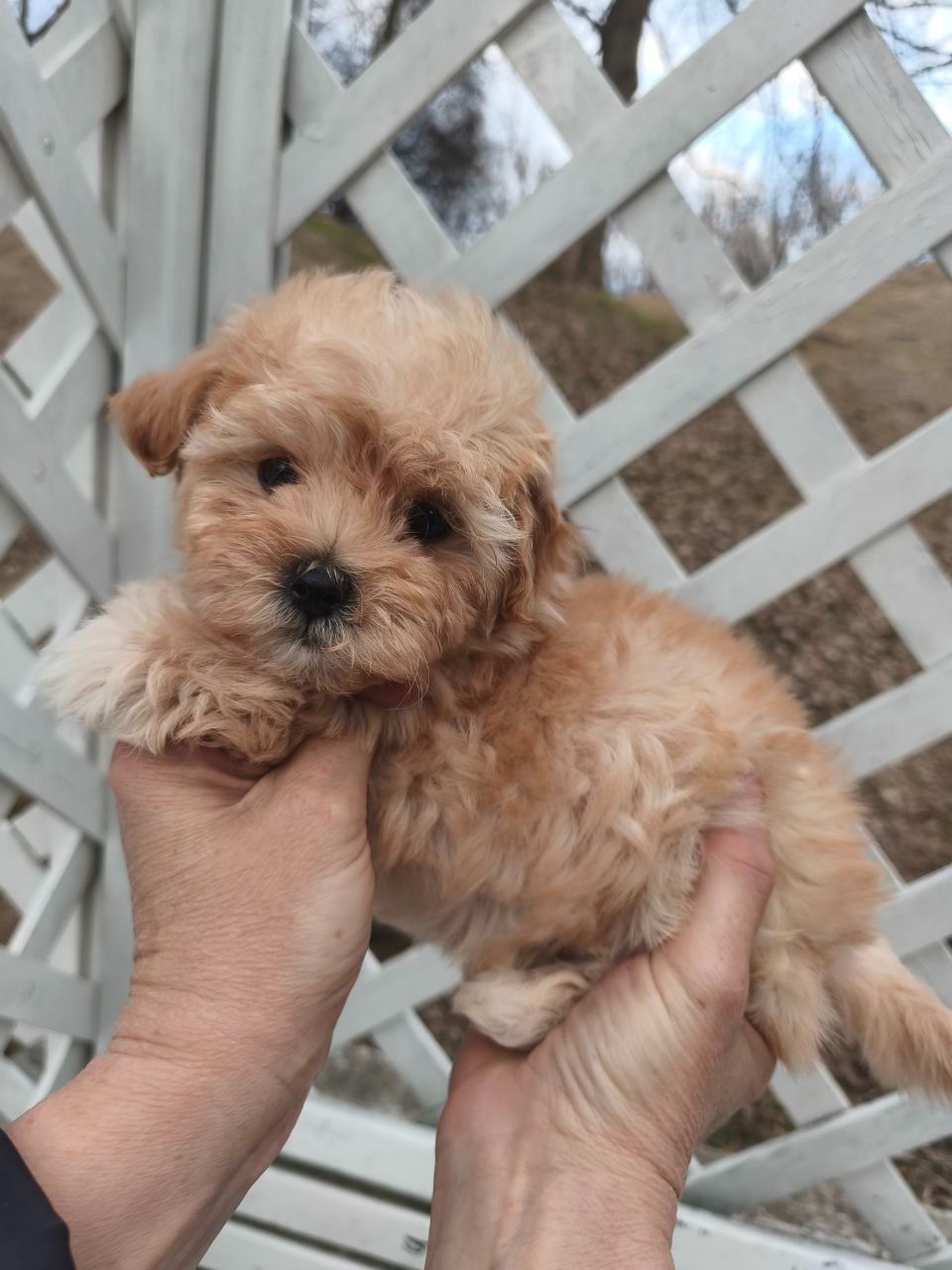 Мальтипу дівчинка f1