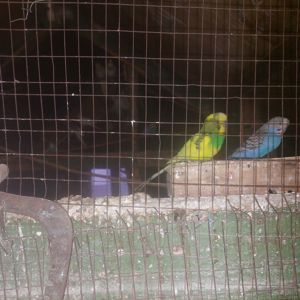 Продам волнистих попугаев опт и розница