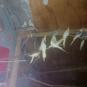 Продам волнистих попугаев опт и розница