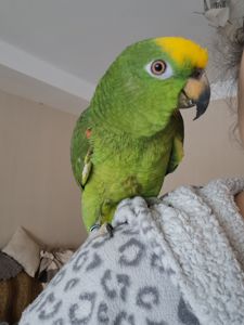 Продажа желтолобого Амазона