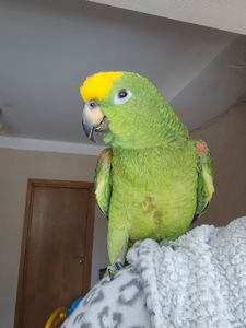 Продажа желтолобого Амазона