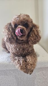 Собака порода той пудель.