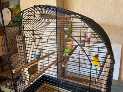 Неразлучники в добрые руки