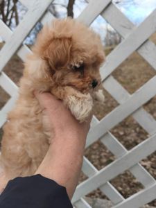 Мальтипу дівчинка f1